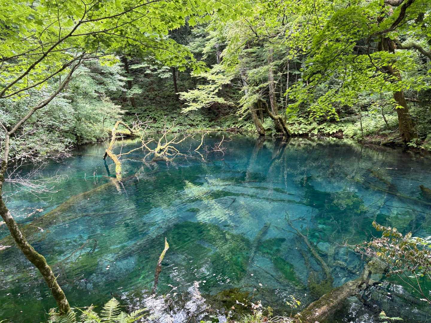 こちらは湖面に落ち葉がなく、青くて透明感があってとても綺麗な池でした！