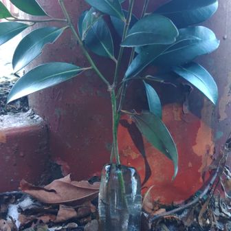 最初はビンの中にあるかと思っていました