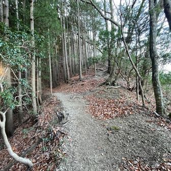 順調に歩き進め、高水三山には入らぬが、グレーピークの馬仏山へ向かう取り付きにつく。右手から踏み跡辿り登っていきます。
この画像、左手の光の意味がわからん！何故そこにと不思議になるのは木々に囲われ光が入る場所も無いし、目線の高さよりも低い。また変なものを見たのだろうか？😱