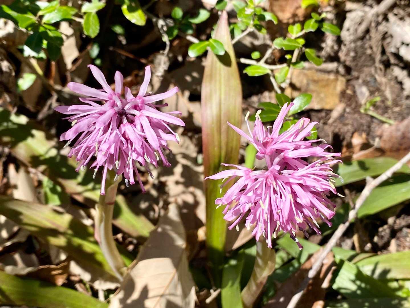 花②ショウジョウバカマ