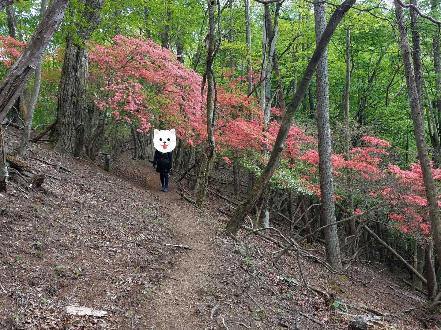 実に気持ちの良い登山道です。