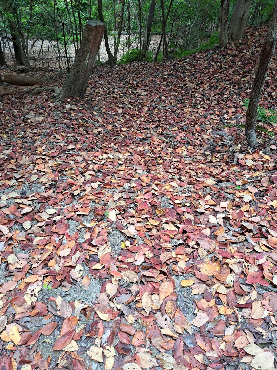 落ち葉🍂♥️🧡💛