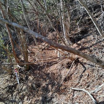 この木に頭を強打しましたｗ　通る方はお気をつけください