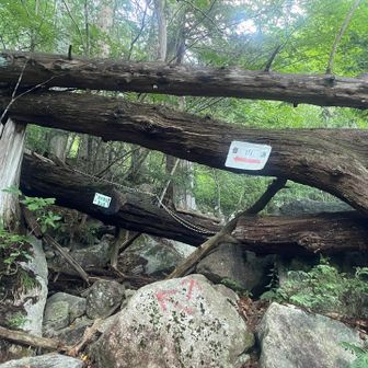 真ん中の倒木をくぐり、下の倒木の上を進む