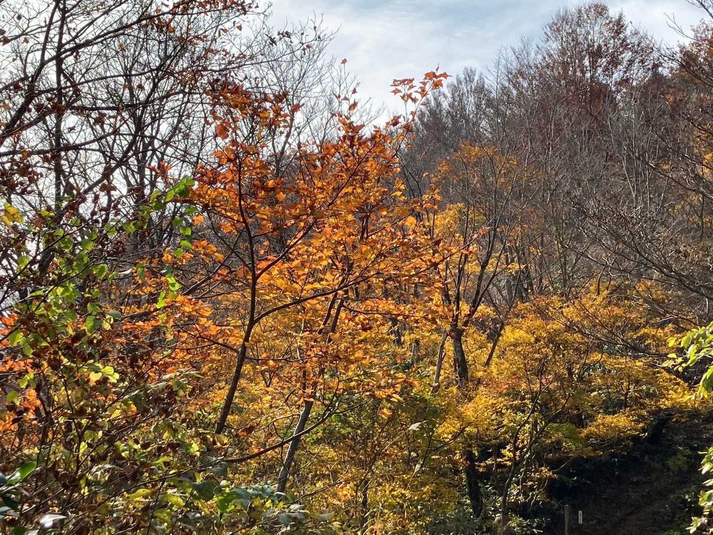 八乙女山五合目登山口-八乙女山-栃原峠-大寺山 往復コースの写真