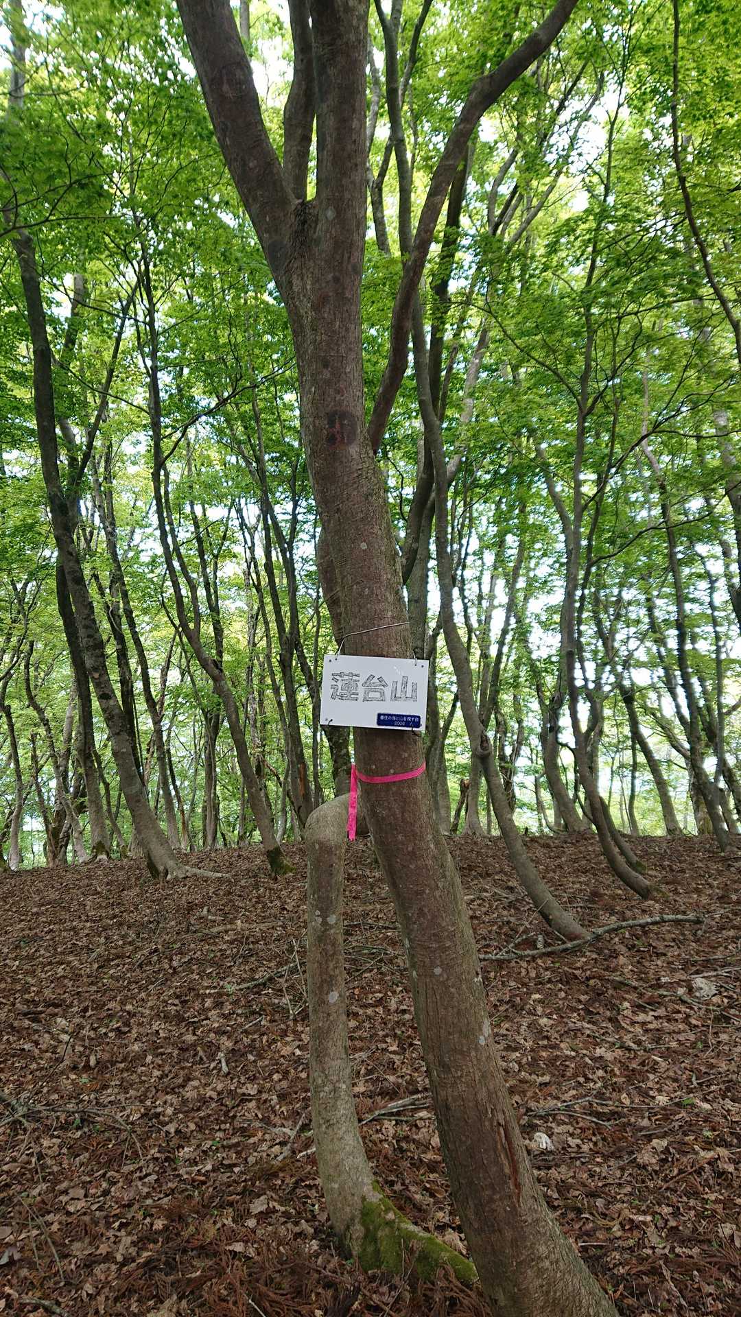 蓮台山登り口-蓮台山-久斗山-久斗山 縦走コースの写真