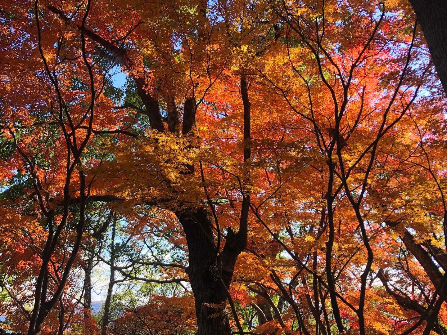 山頂の紅葉🍁🍁
オレンジ色に輝いて✨✨✨
素晴らしいです✨✨

つづく、、です😊