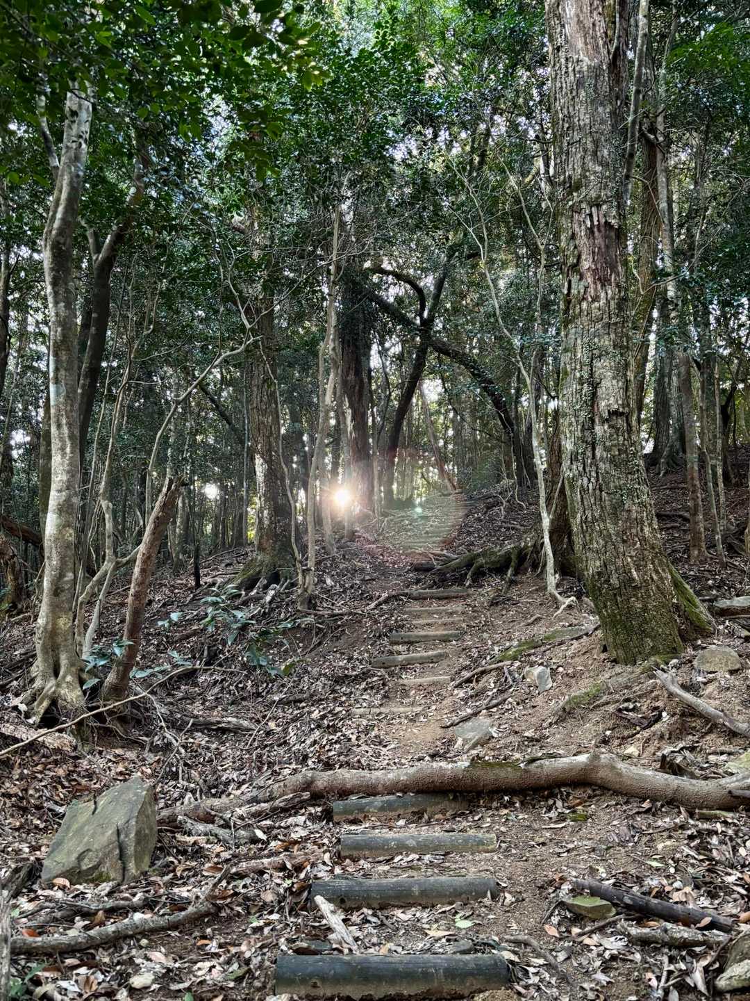 遊歩道らしく良く整備されている