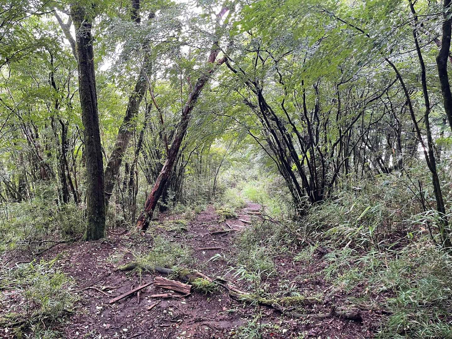 湖尻峠-三国山 往復コースの写真