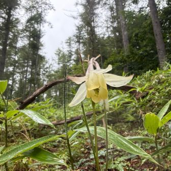 キバナノヤマオダマキ