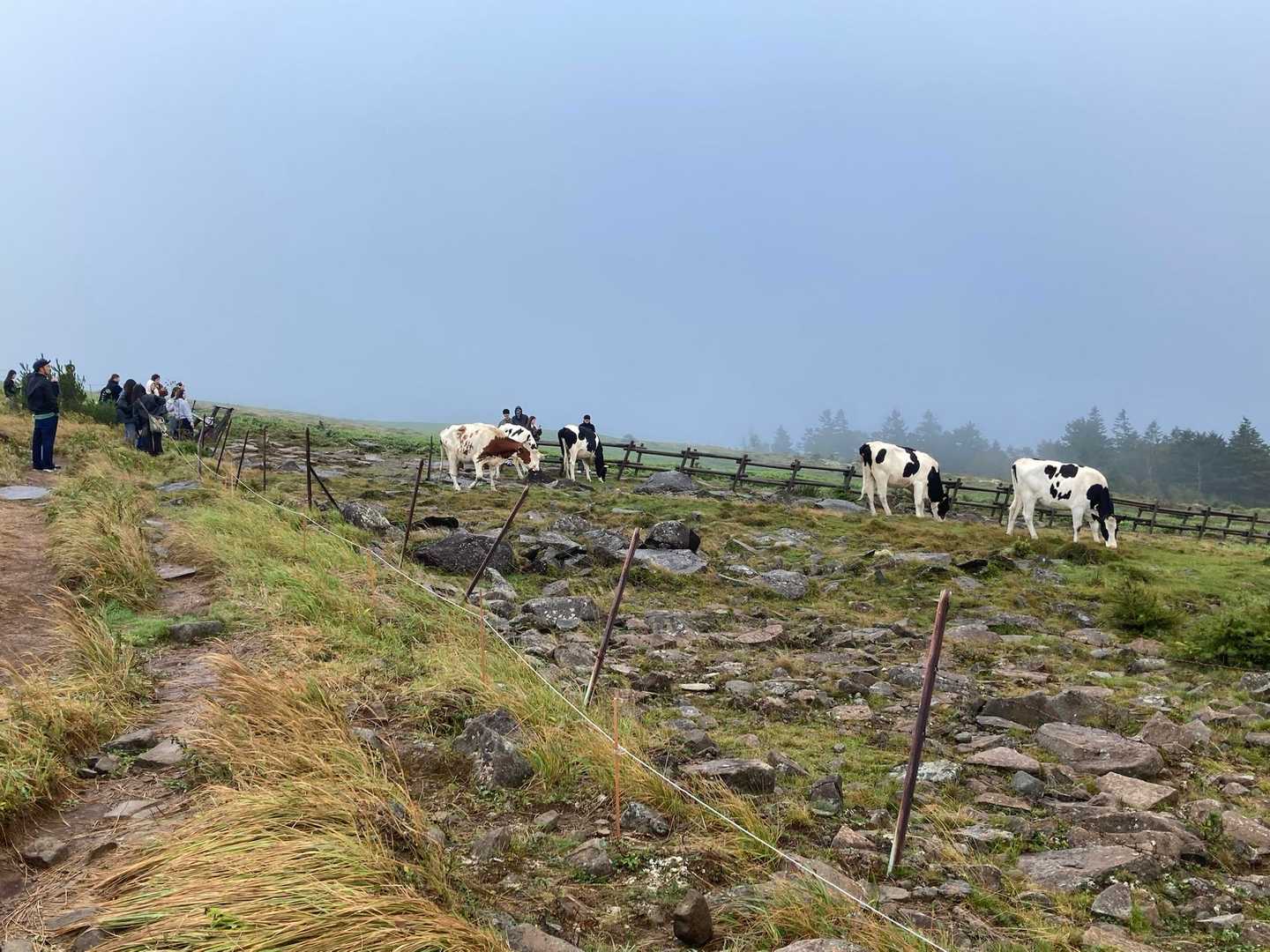 🐄🐄🐄
