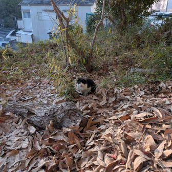 傍にいた猫さん
今日は暖かくなるよ