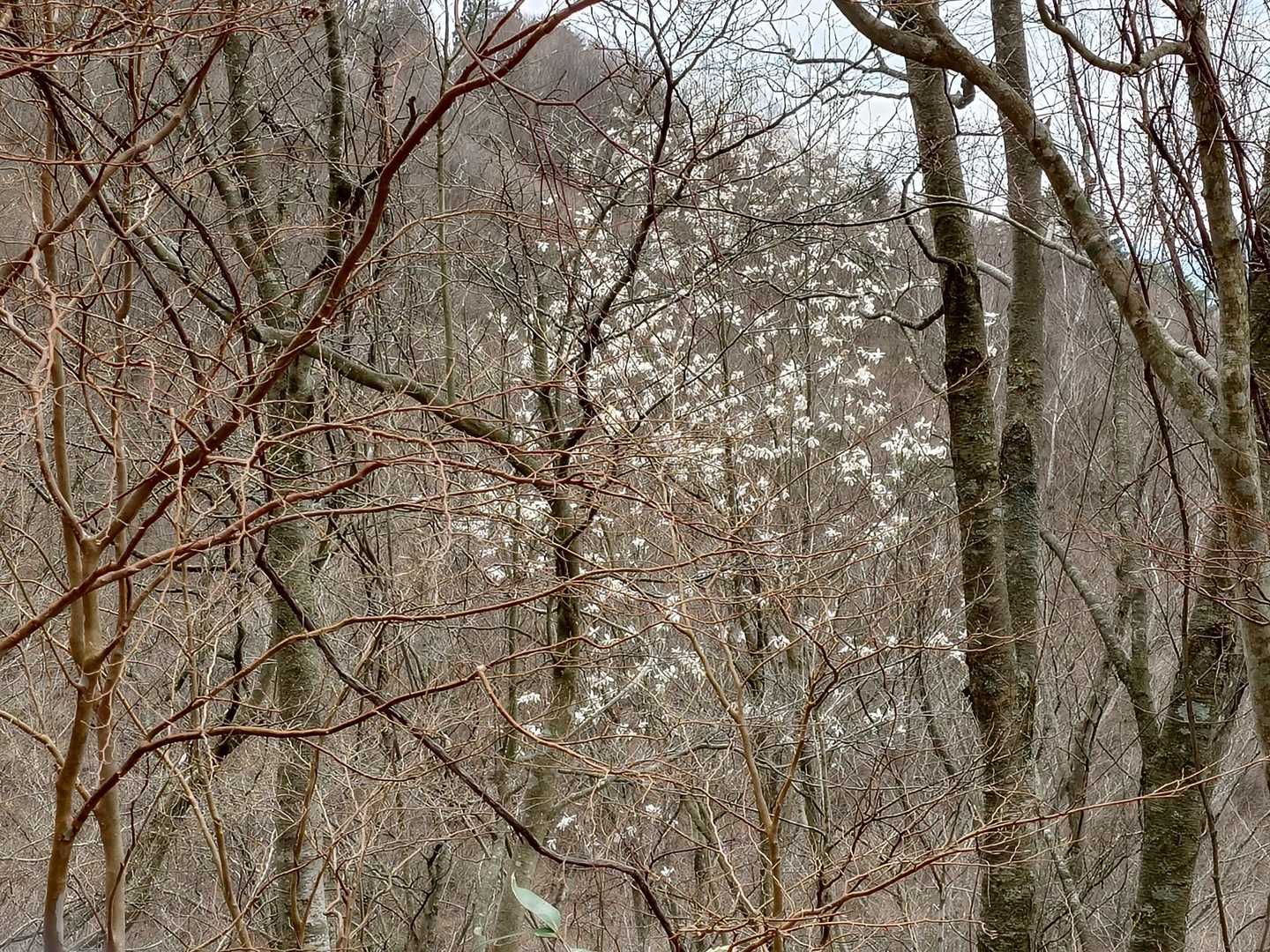 なんの木の花かなぁー✨
葉の落ちた木々の中にポッンと🌸