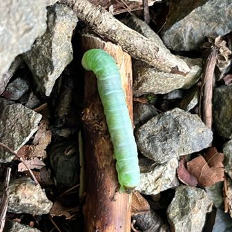 なんと美しいエメラルドグリーン
何の幼虫🐛かなー？