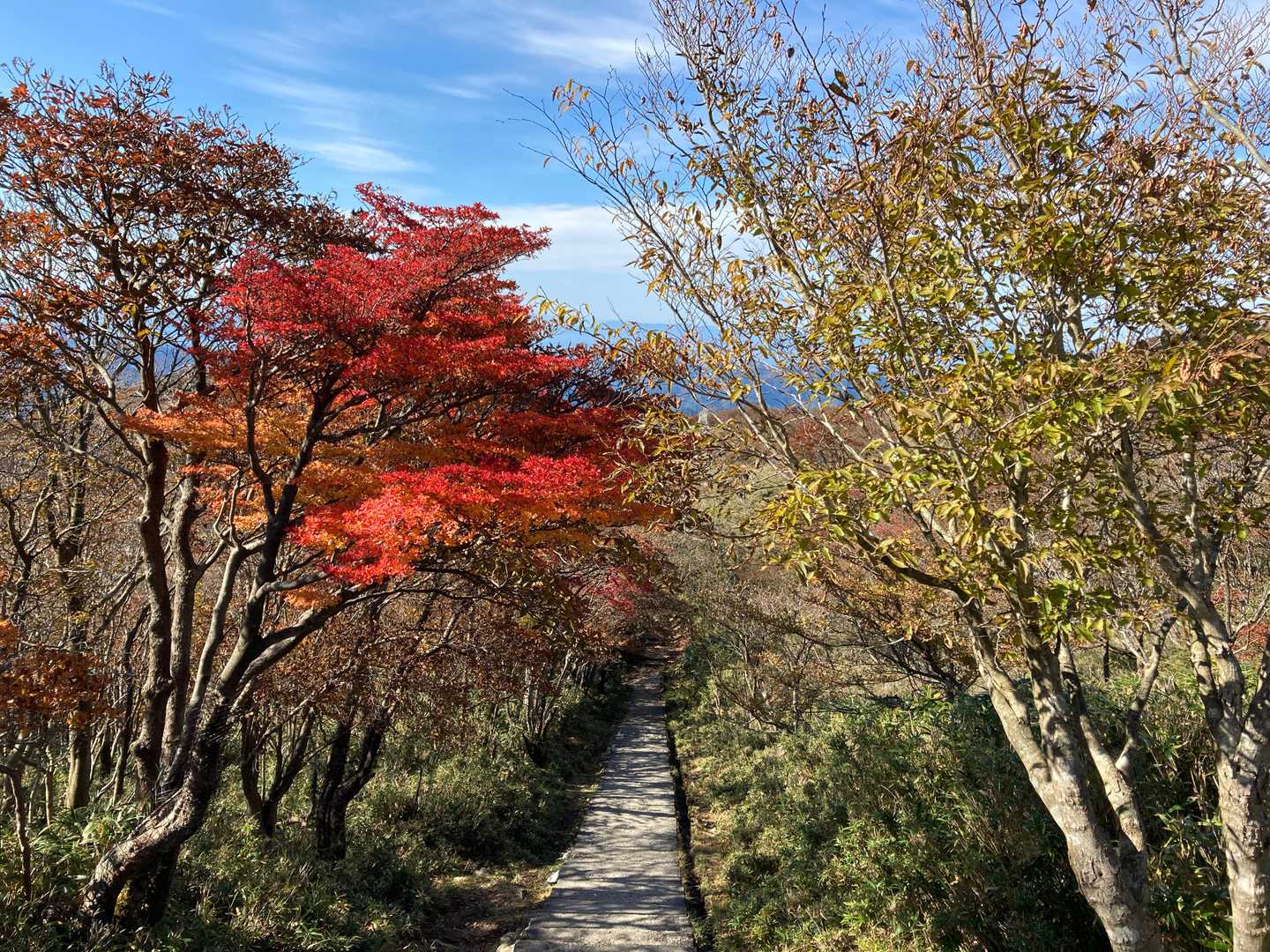 散策路の紅葉も綺麗。