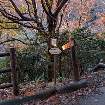 朝日に染まる案内板