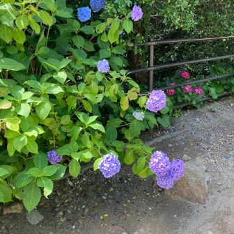 アジサイ綺麗に咲いてます