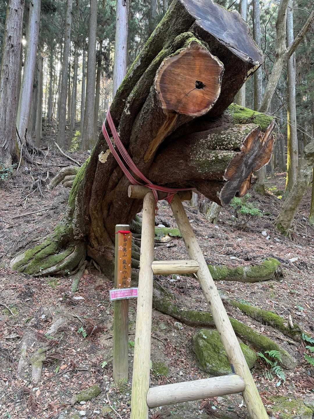 春日奥山最大の山桜が切られていました