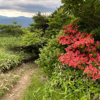 めげずにお目当てへ向かいます
山頂のツツジも綺麗だった