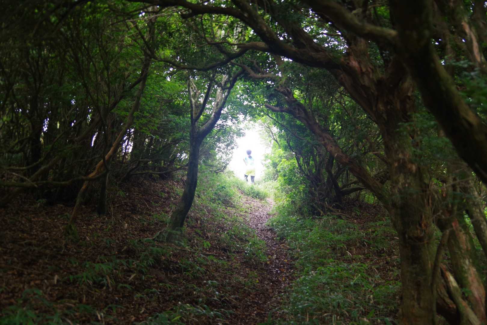 大久保山-八面山-三本杭 往復コースの写真
