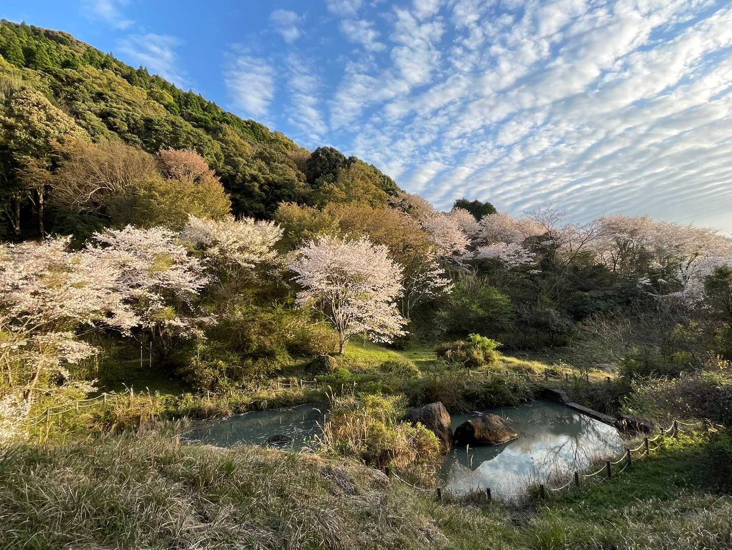 下には池もあります。以前はこの付近も公園だったみたい。
奥には山桜もありますね