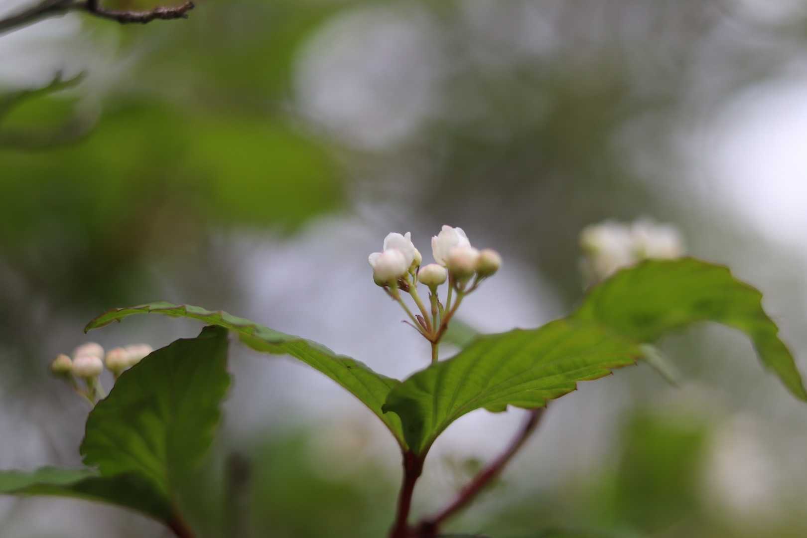 つぼみさん
お花のつぼみって
好き(///∇︎///)♡︎