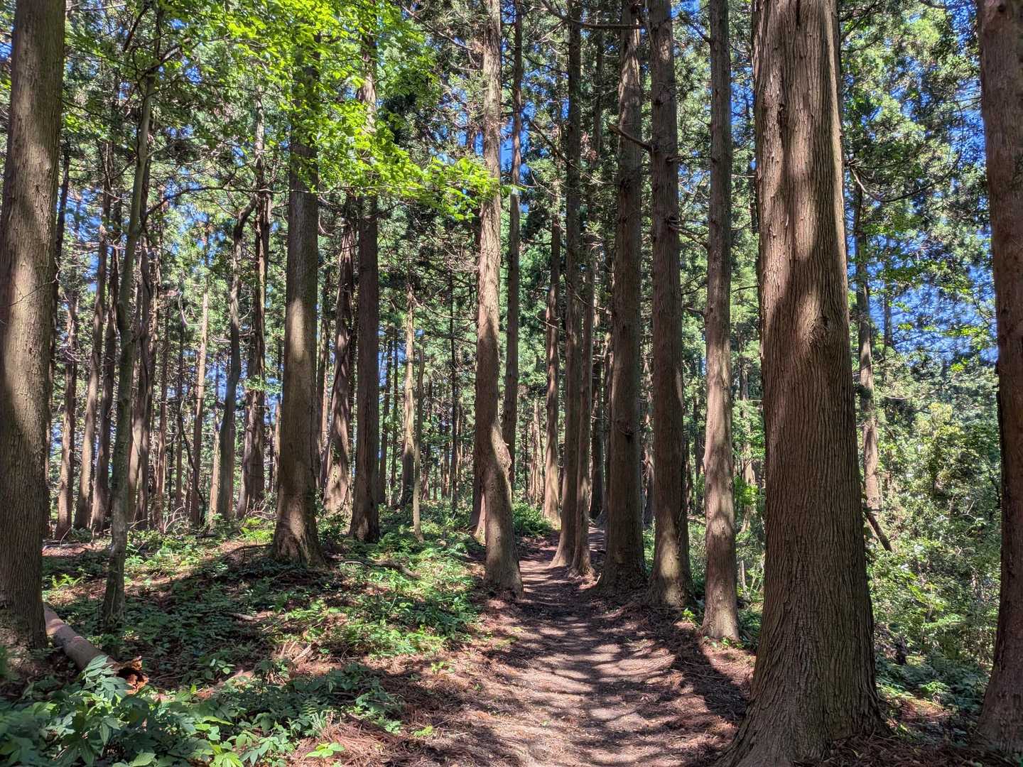 中部北陸自然歩道入口-横尾八幡社-馬鬣山-奥馬鬣山-南保富 往復コースの写真
