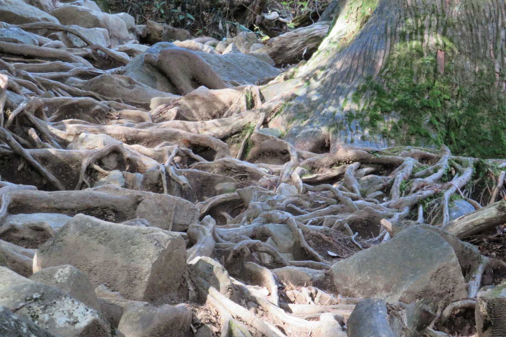 木の根地獄に岩場地獄が合わさった苦手な道。