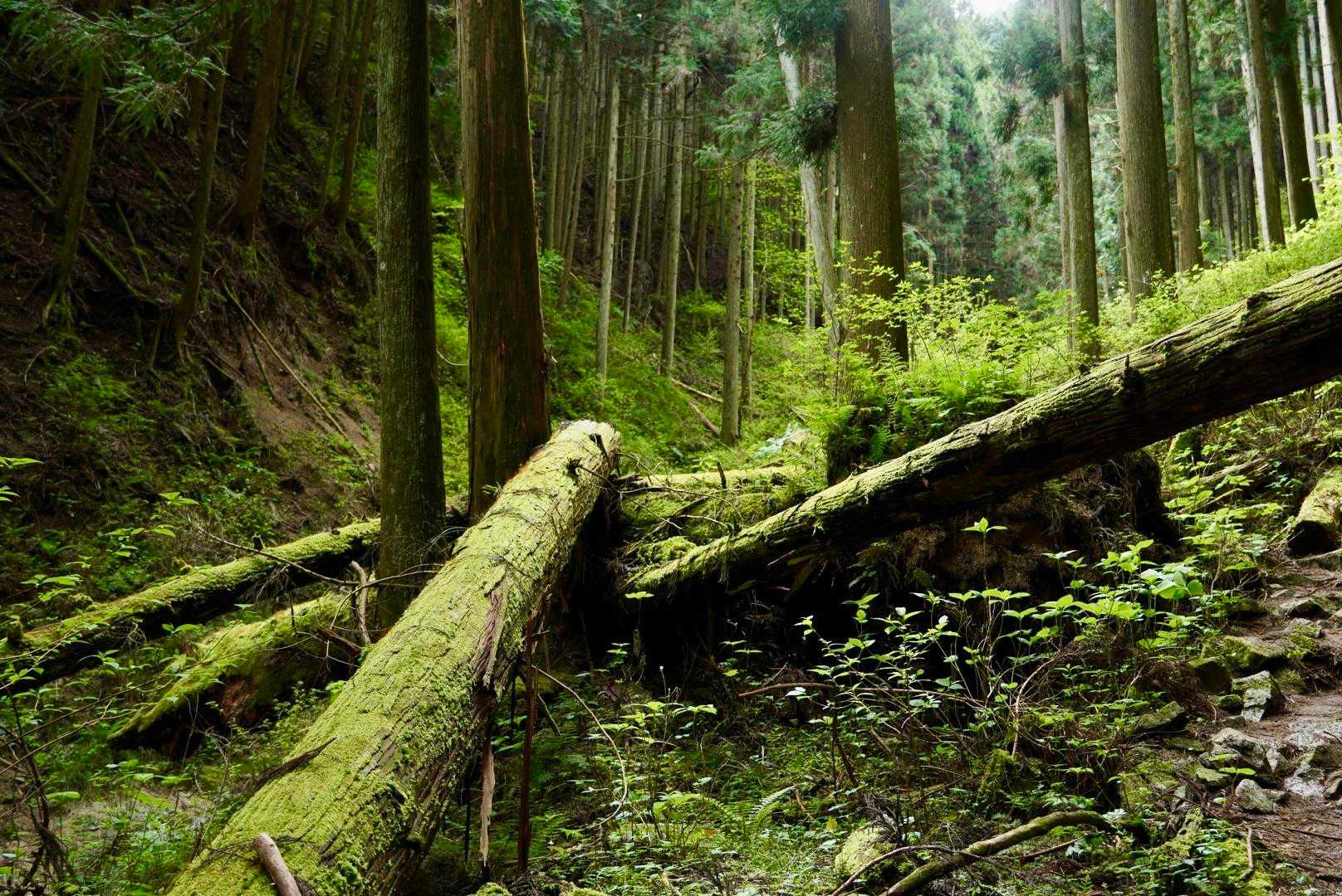 倒木が苔生して良い雰囲気。