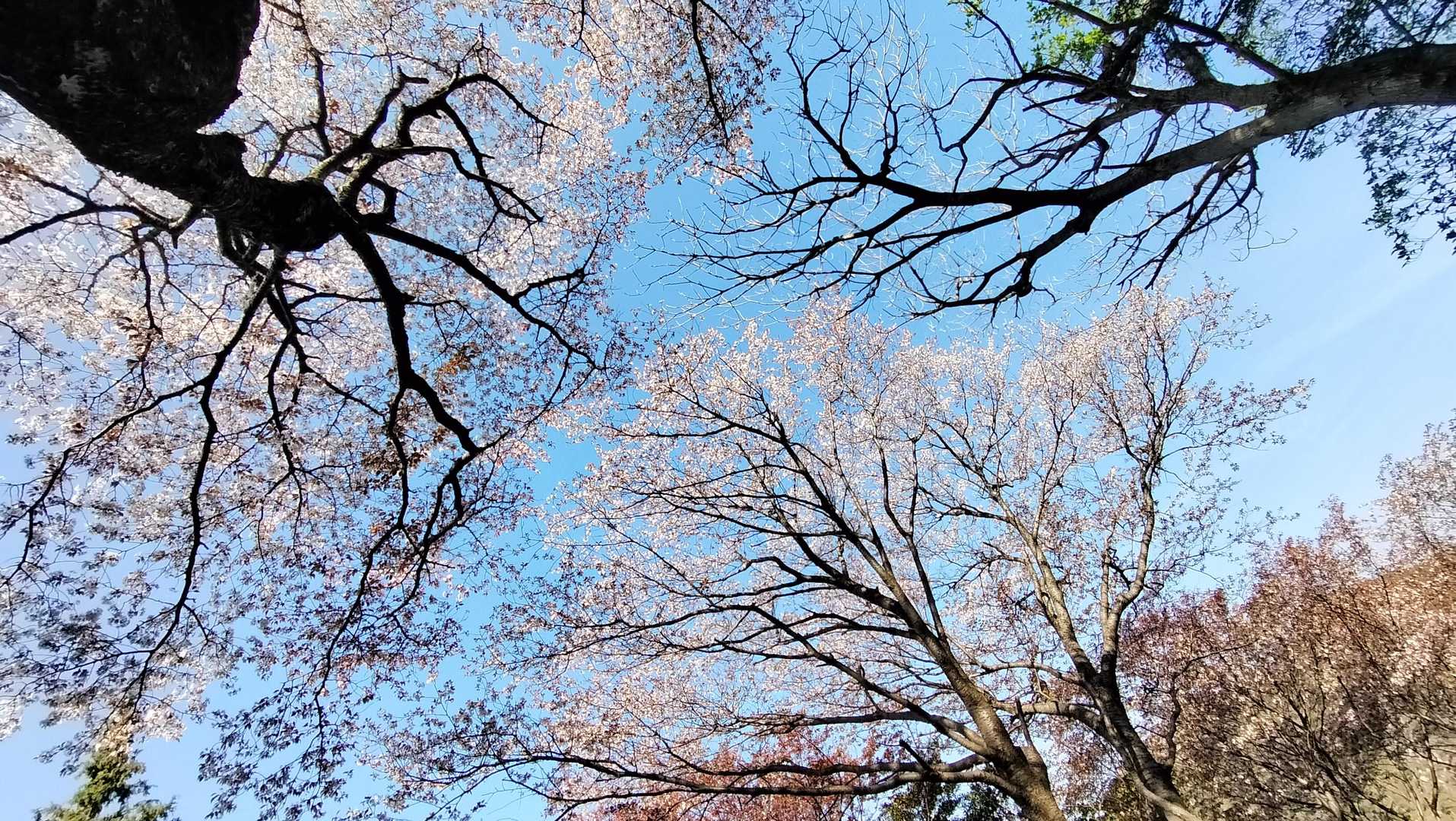 上を見上げて･･･首がぁ～