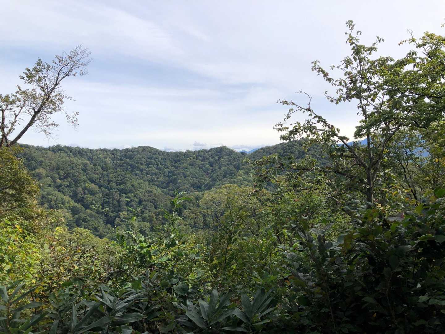 桜公園登山口-願文山-大峰山 往復コースの写真