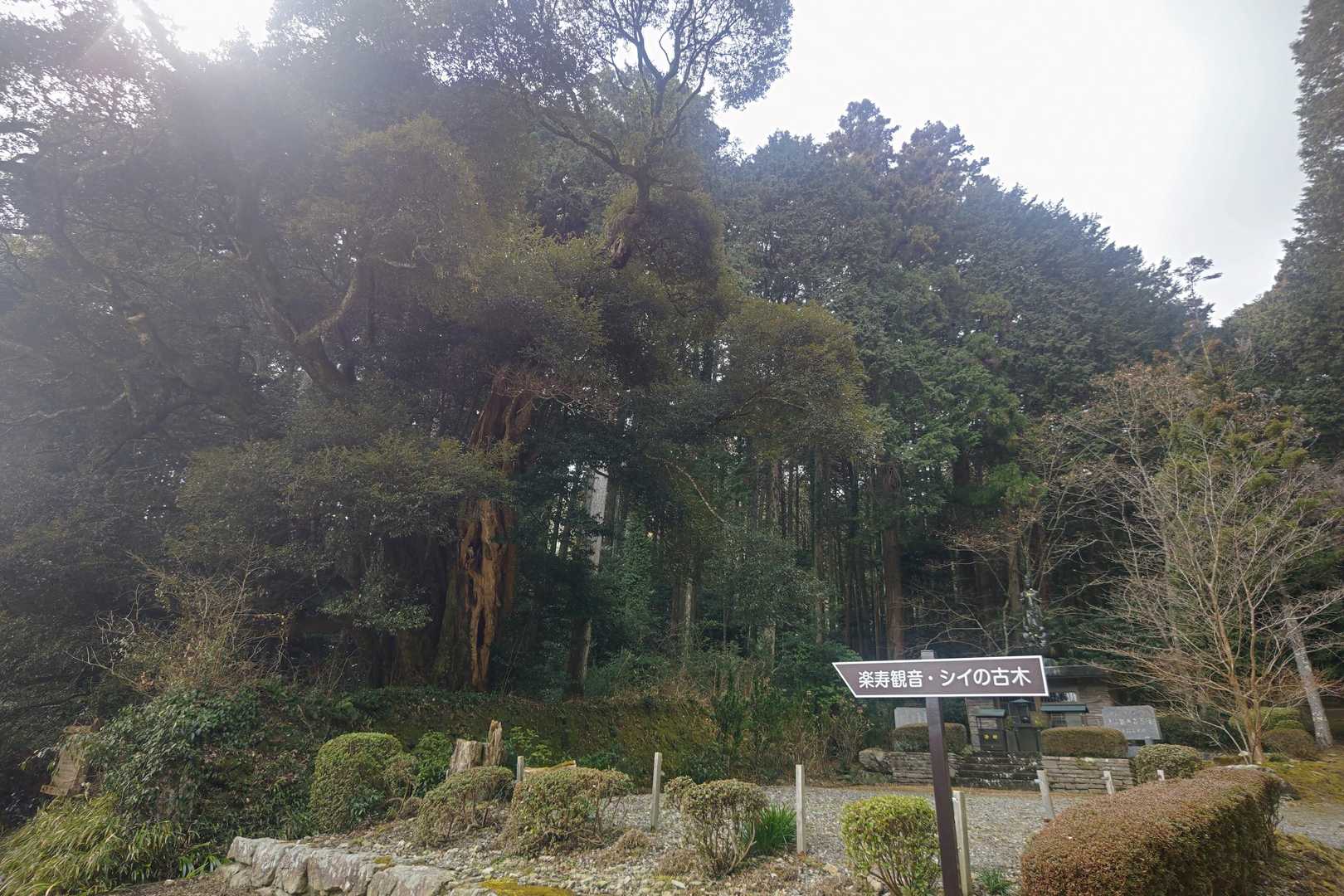 すんごい古木