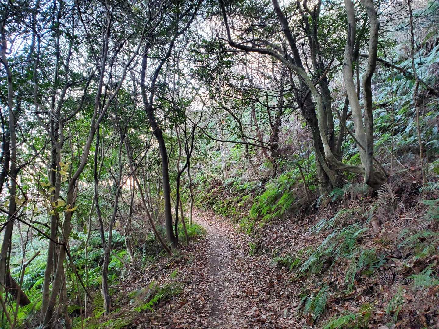 高尾山-藍染山 周回コースの写真