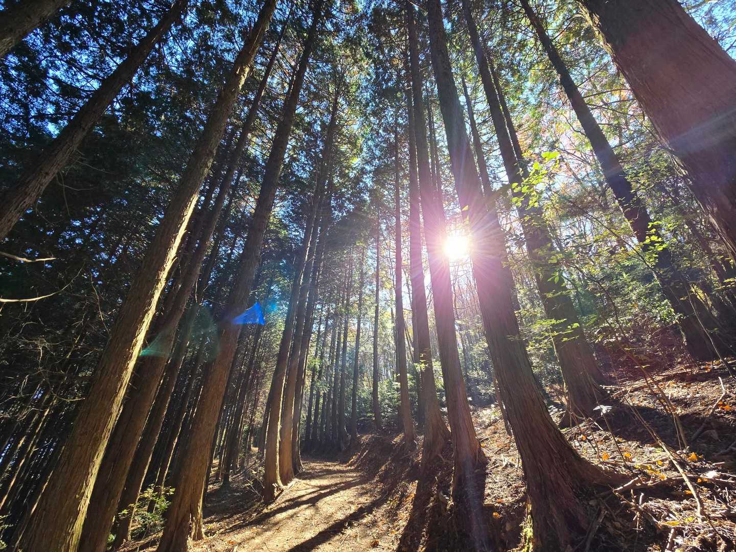 暗い樹林帯の中でも太陽が差し込んできて綺麗な瞬間でした☀️✨️