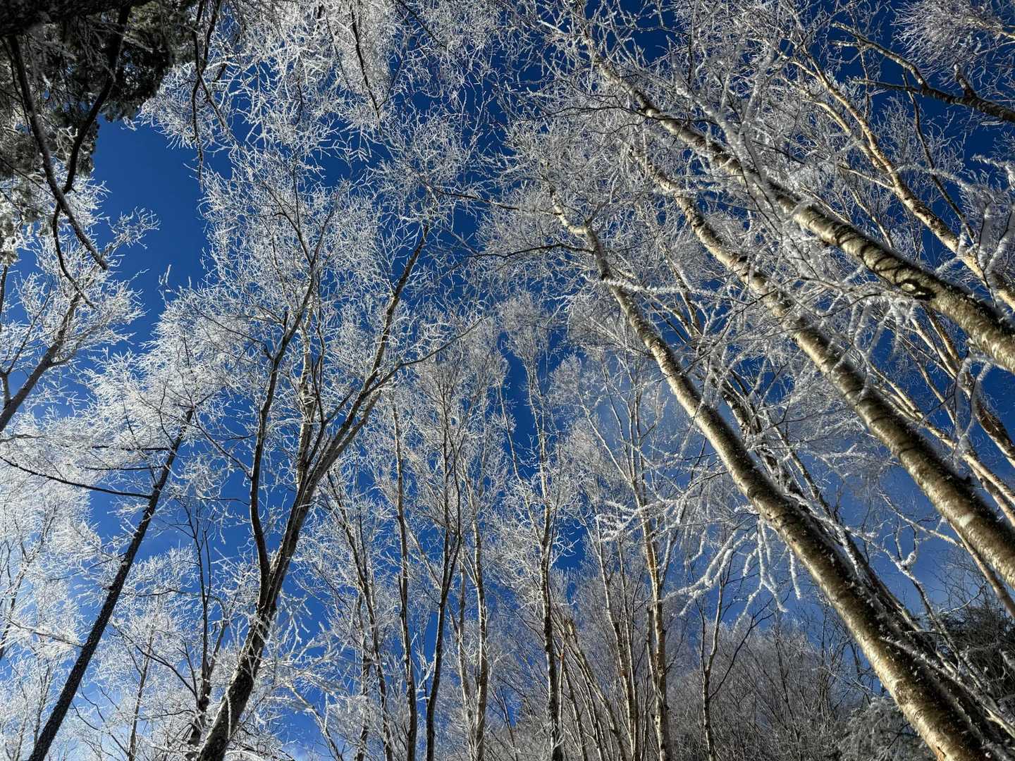 長者の森コース登山口-前衛峰-御座山 往復コースの写真