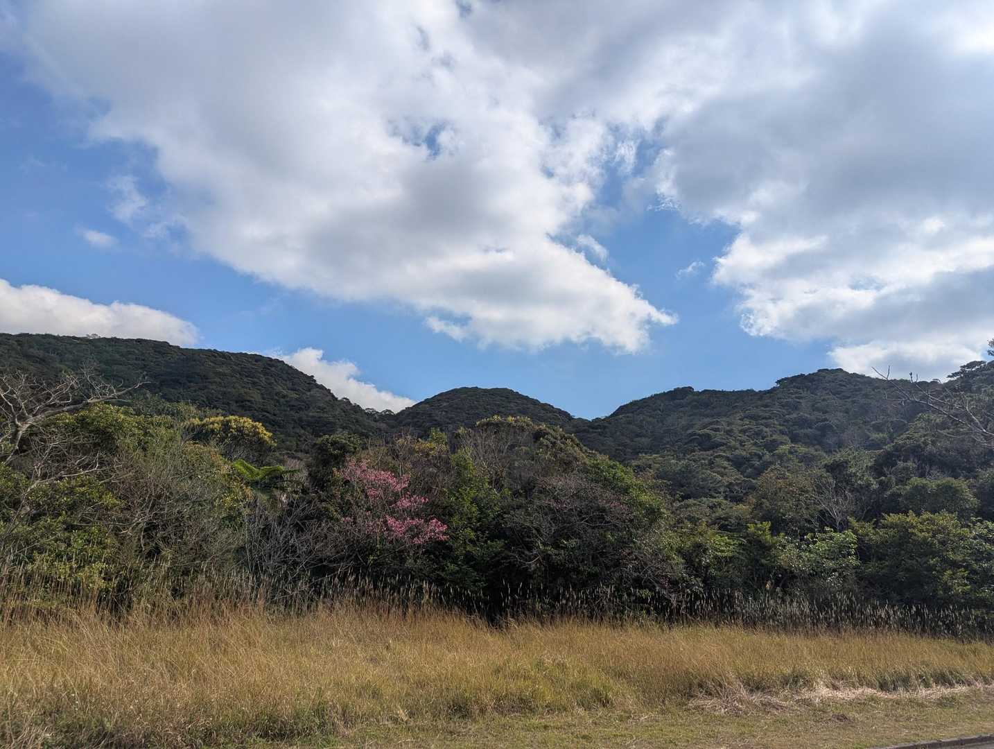 あそこを歩くのかな🌳