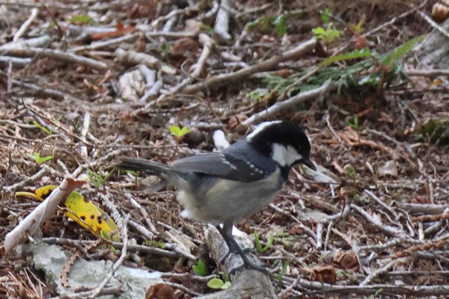 ヒガラが飛んできた