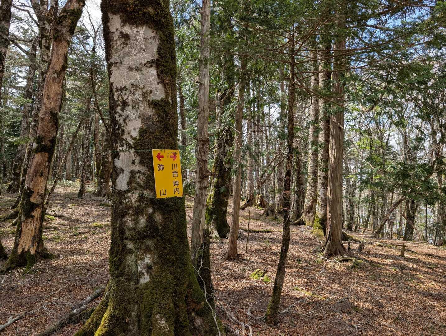 なだらから道を下り