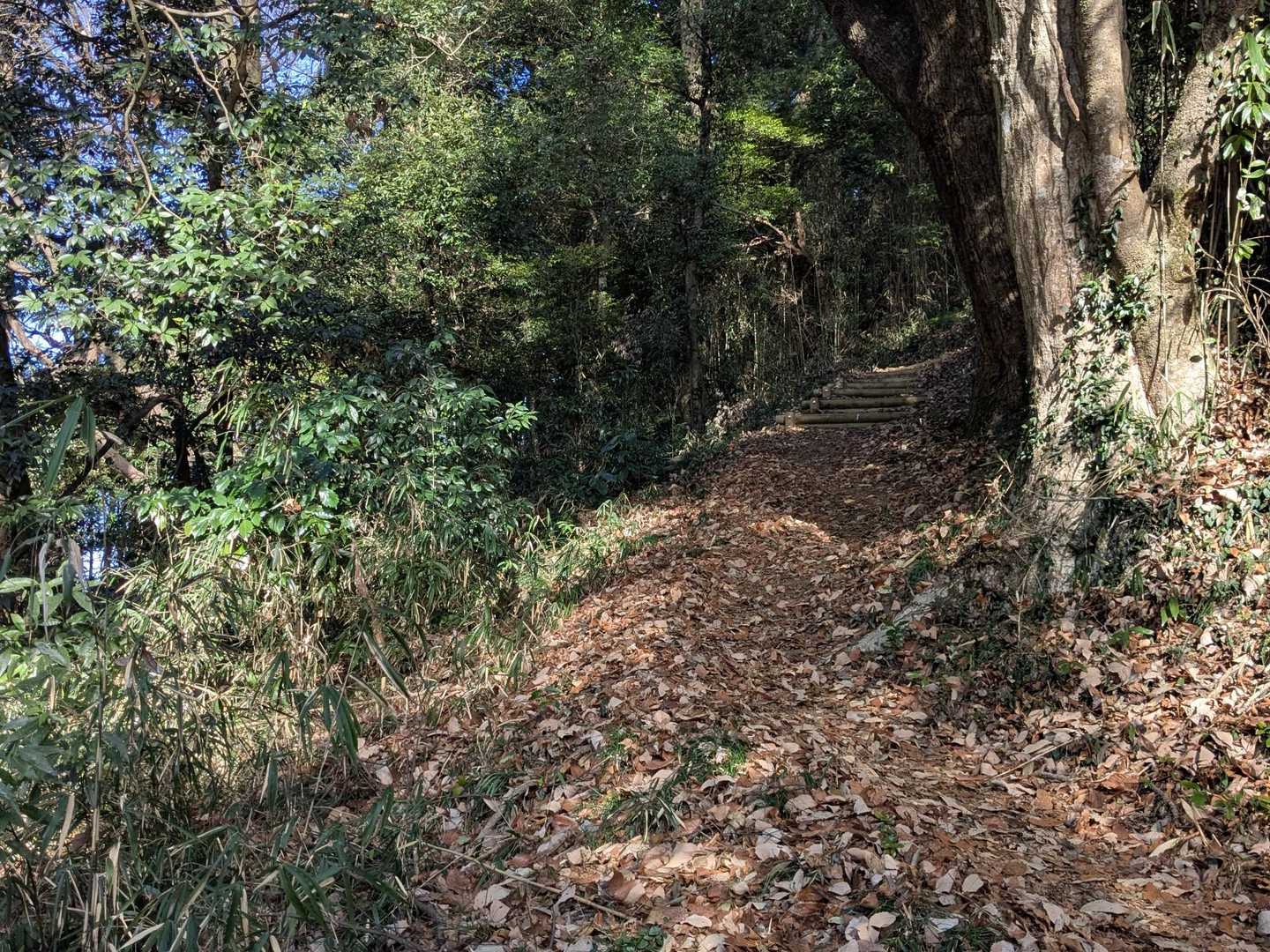 熊野神社の本堂の右側に登山道があり、整備行き届いた九十九折の歩き易い道が続きます🔎
