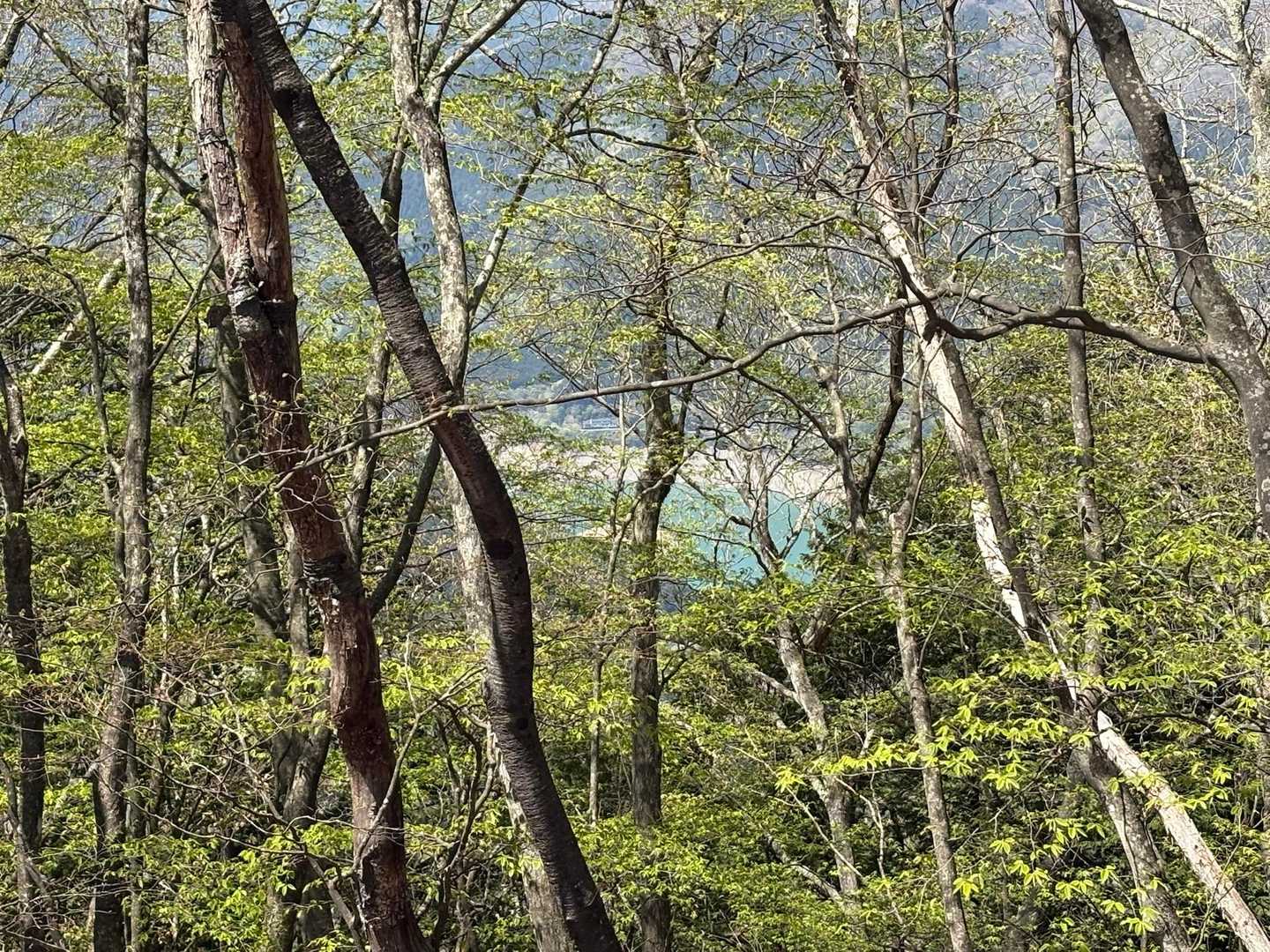 奥多摩湖が見えます