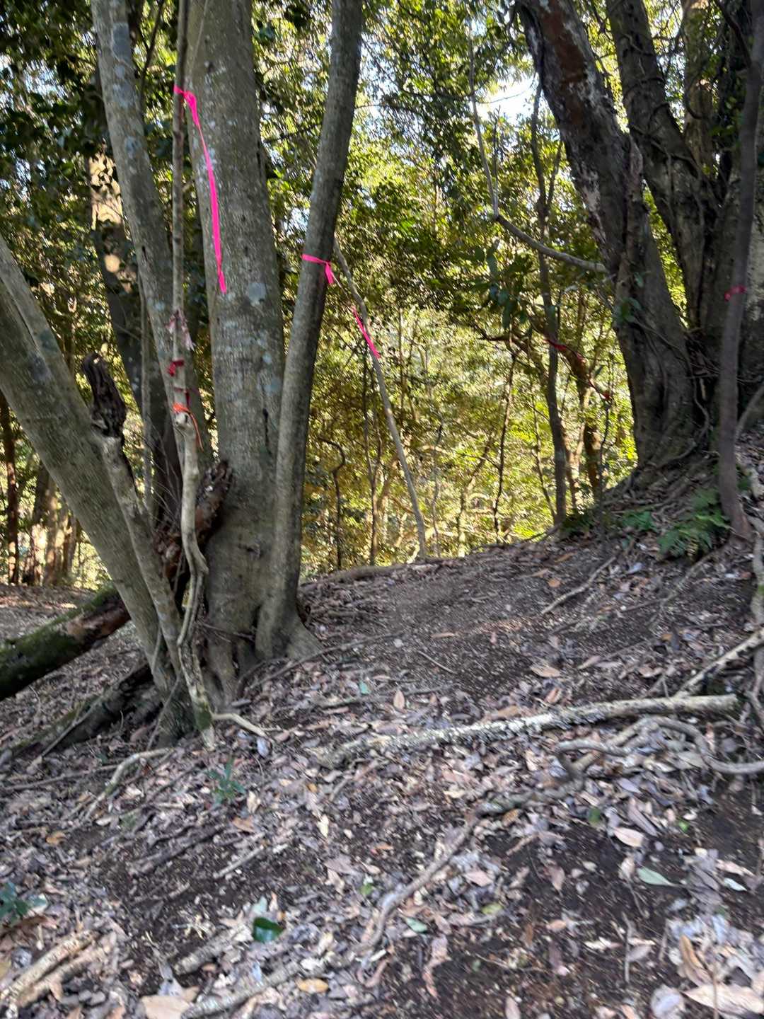 南側登山口-鷹ノ子岳 往復コースの写真