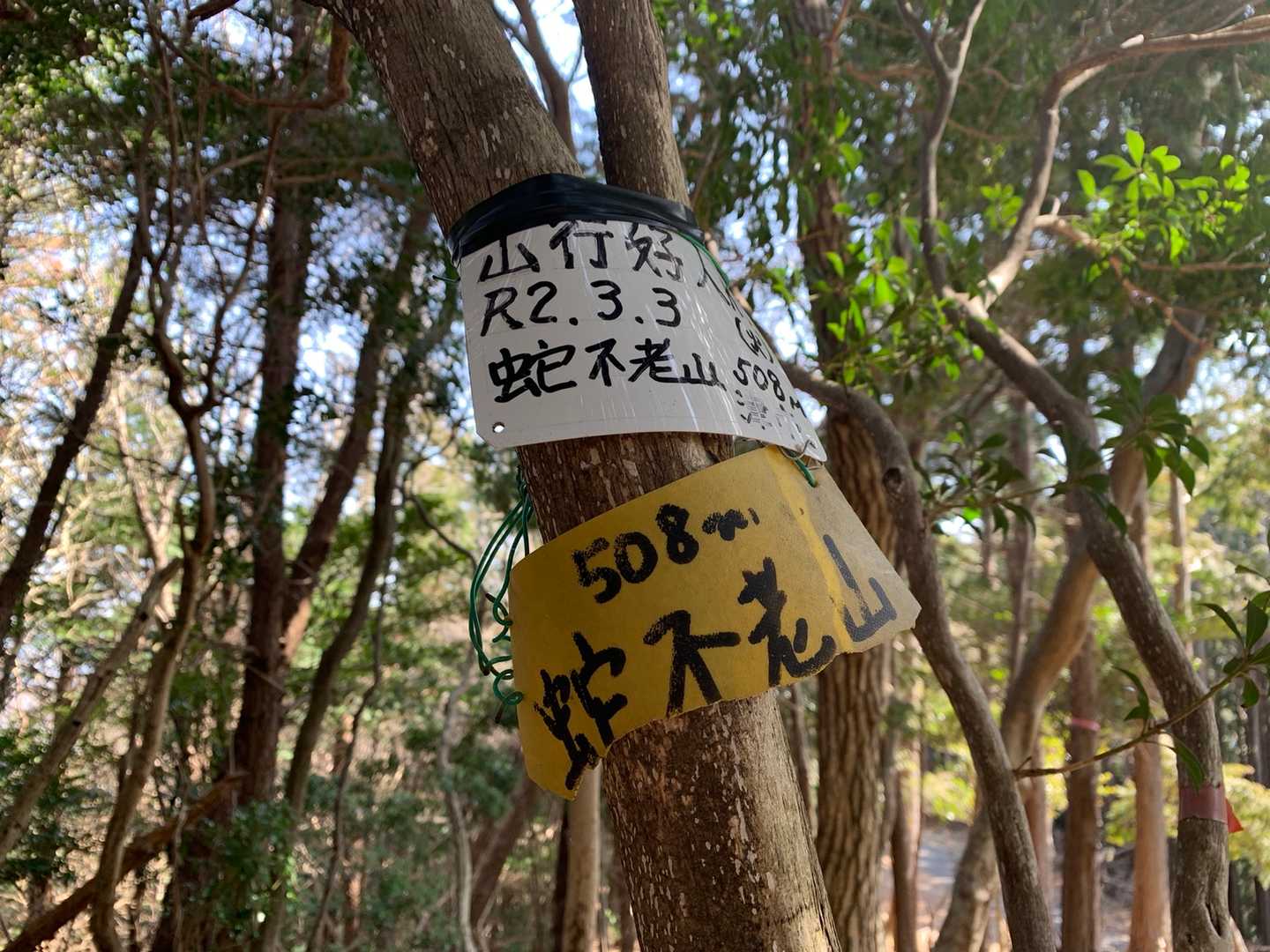 あっけなく到着！木々の中で展望はありません。