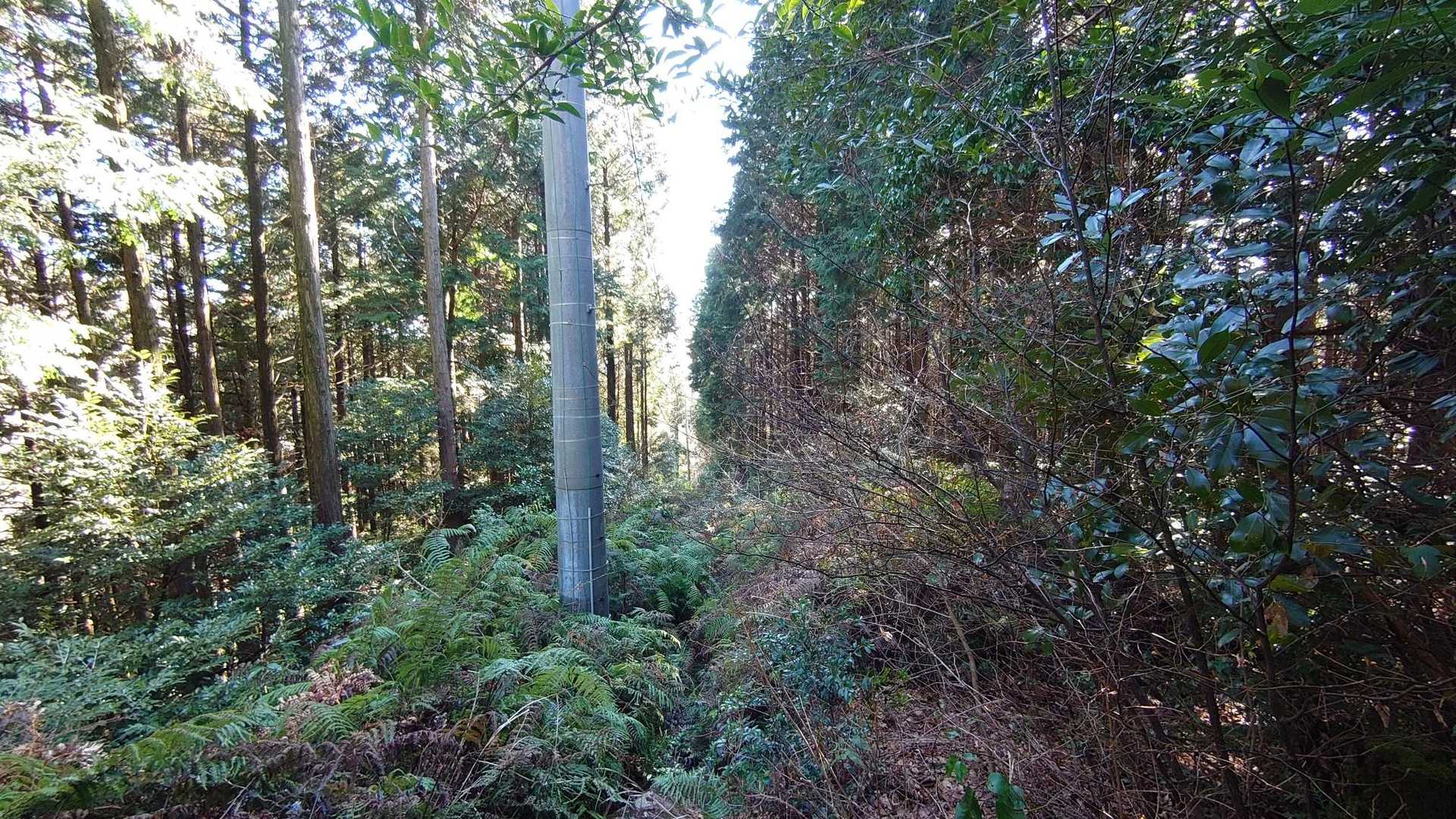 油ノ峠-西鳳翩山 往復コースの写真