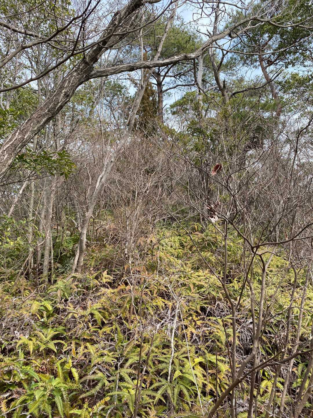 山頂目前で進めません😭