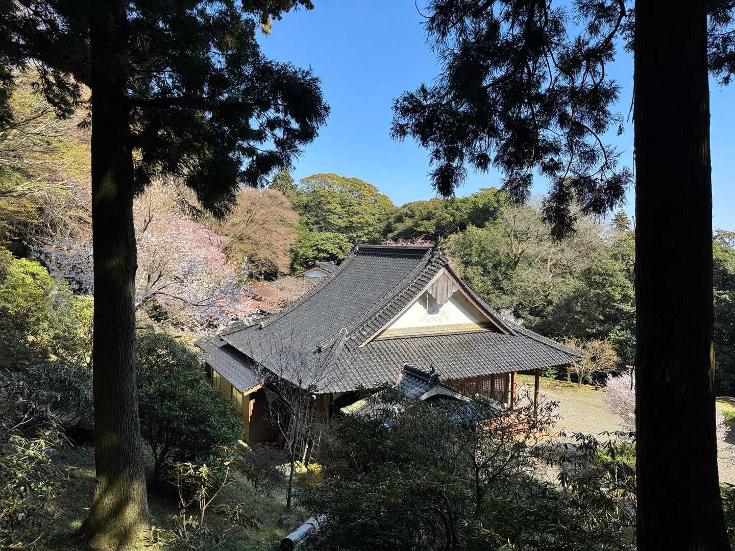 裏山から眺める本堂
