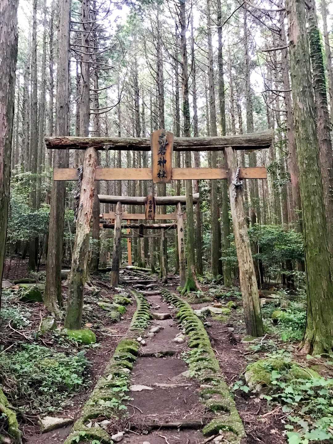 矢岳-高岩山登り口-高岩山 周回コースの写真