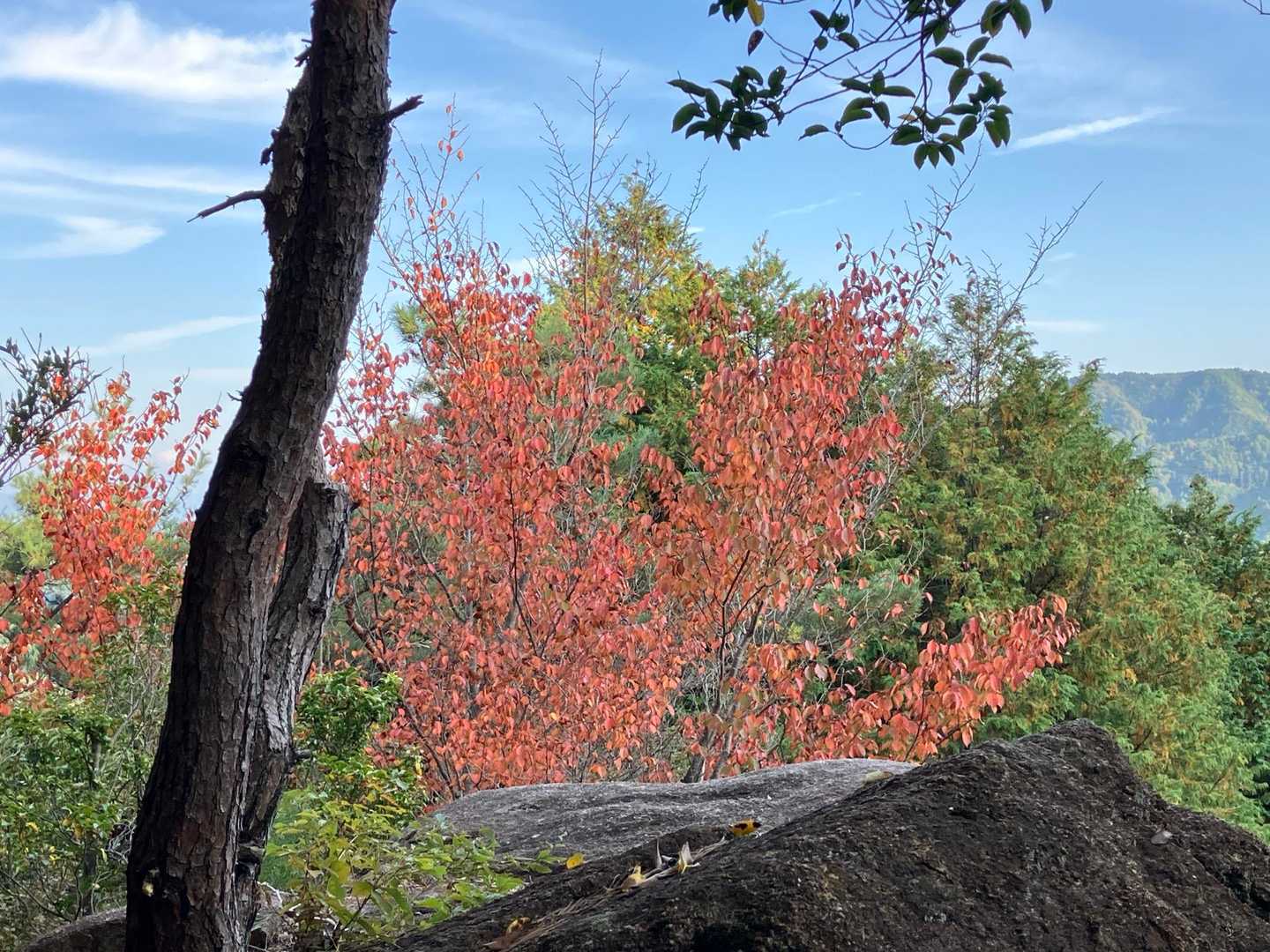 🍁