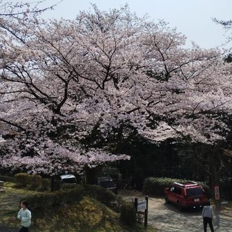 桜満開