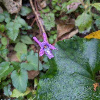 登山口に
ここ、「ウチウラ」じゃなく「ウチラ」と地元の方にお聞きしました😂
元い、
「ウツラ』がホント🤣🙏🏼