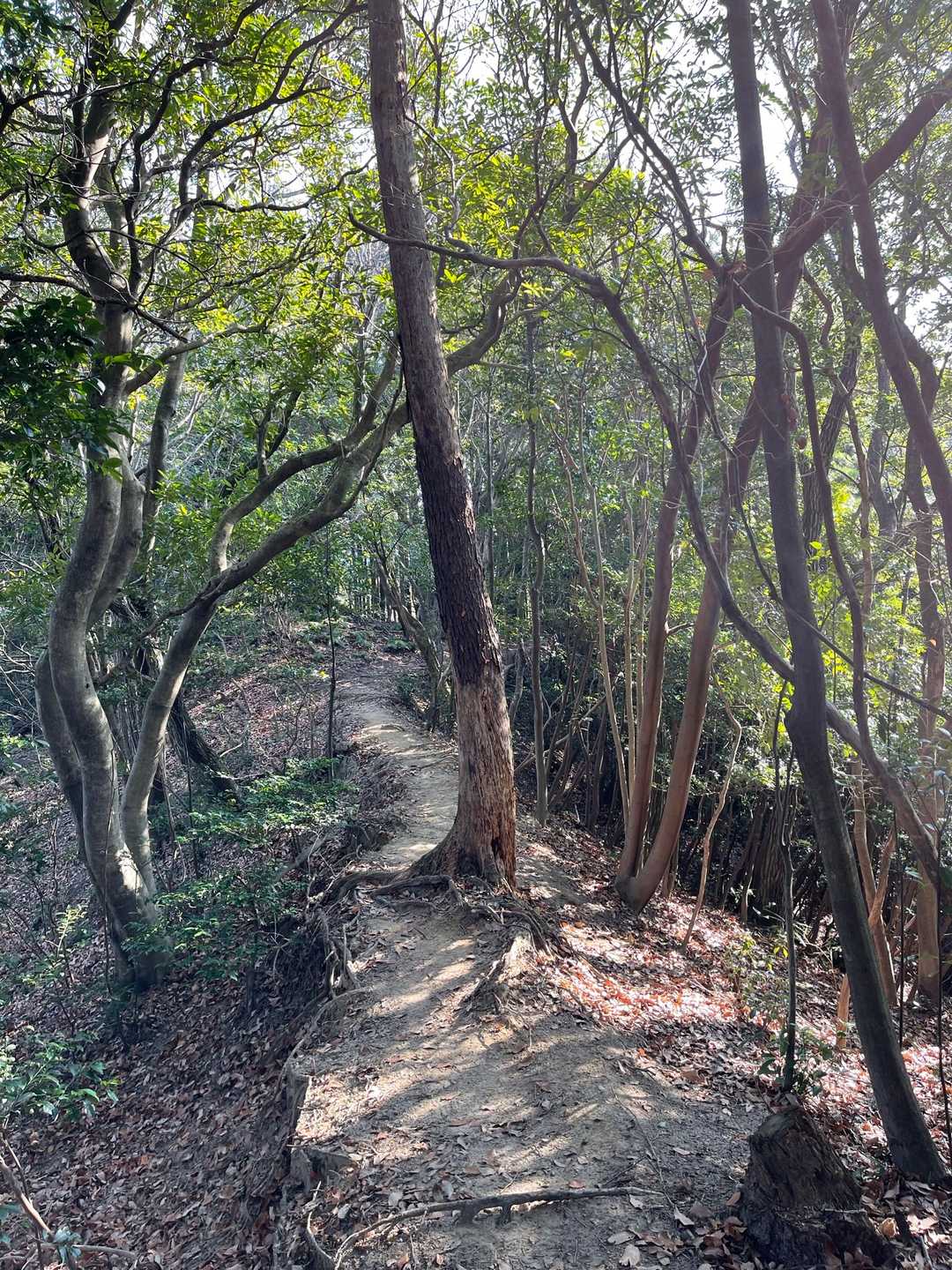 気持ち良すぎる登山道😆